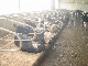 Custom Galvanised Steel Single /Double Stall Cow Cubicle Divider Universal Separate Calf/Cattle Cubicle manufacturer