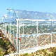  UV Protection Tear Resistance Good Optical Performance Plastic Po/PE Film for Agriclture Greenhouse Vegetable/Flower Grow Seedlings