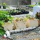  Food Grade Material Hydroponic Dutch Bucket with One or Four Net Cup