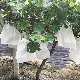 Protection Cover for Plants From Frost and Wind manufacturer