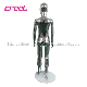 China PP Plastic Kids Manikin Chrome Silver Walking Style Item