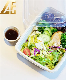 Microwaveable and Refrigerated American Style Sugarcane Bagasse Tableware Disposable Lunch Box