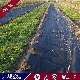 PP Spunbonded Non Woven Fabric for Weed Control Control Killer PP Nonwoven Fabric for Weed Mat manufacturer
