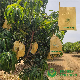  Grapefruit Dragon Orange Custard Apple Pear Peach Pomegranate Grape Banana Growth Guava Protective Paper Bag Cover Mango Fruit Protection Bags