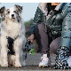  Amazon Best Seller Biodegradable Pet Cats Clean up Disposable Dog Poop Bag