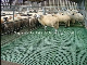  Durable Goat Slat Flooring Sheep Manure Cleaning Floors for Sheep Equipment