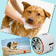 Large Bottle Pet Shampoo with High Quality Foarm Disinfect Repeal Fleas
