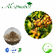  High Quality Sapindus Mukorossi Soapnut Extract with Sapindoside