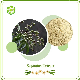  World Well-Being Biotech ISO&FDA Certified Chinese Soapberry, Soap Nut Tree, Dodan, Dodani, Reettha, Soapnut, Thali, 40%-80% Saponins Sapindus Extract