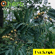  Soapnut Extract