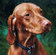 Oil Painting of a Dog