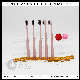  Hot Selling Pink Hotel Toothbrush