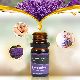  Wholesale Lavender Plant Flower Extract of Pure Aromatic 100% Natural Essential Oil