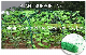  Cucumber Plant-Support Net for Agriculture, Plant Trellis Netting, Plant Climbing Net