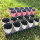  Round Nursery Pots, Flower Pots, Plastic Garden Planters, Plant Pot
