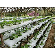 Coco Peat Grow Bags Coco Peat Block for Strawberry manufacturer