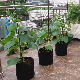  Vegetable Potato Growing Bag/ Felt Grow Bags with Handle Garden Fabric Growing Planting Bag