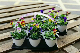 Plastic Thermoforming Flower Pot Garden Planter Printing Nursery Seeding Pot