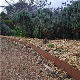  Rusty Steel Lawn Edging Garden