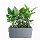  Charm Garden Rectange Fiberglass Reinforced Concrete Planter with Own Design Mould