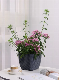  Factory Directly Sale Rattan Flower Pots Eco-Friendly Medium Size Self-Watering Functions for Home Office (TB-3111-1)