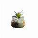  Animal Resin Succulent Planters Small Cactus Flower Pots with Drainage Hole for Garden Decoration