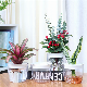  Transparent Auto Water Planter Small Size Self Watering Planters with Drainage Hole, Plastic Flower Pots