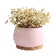  Pink Porcelain Succulent Cactus Plant Pot with Drainage Hole & Bamboo Saucer