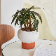  2023 New Design Indoor Decoration Floor Desktop Clay Terracotta Plant Flower Pots