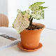 Wholesale Cup Shape Ceramic Succulent Planter Terracotta Pots with Tray Saucer
