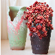  High Ceramics Flower Pot Plant Succulents Flower Pot Garden