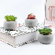  Artificial Succulent Plants in Cement Pots Realistic Faux Potted Plant Ci24797