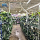  Hot DIP Galvanized Steel Danish Plant Nursery Flower Display Rack