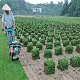  High Efficiency Agriculture Wheel Small Cordless Mini Smart Self Automatic Gasoline Remote Control Golf Course Walked Freely 8HP 9HP Lawn Cutting Mower