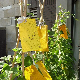  Yellow Sticky Trap/ Mosquito Killer
