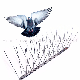 Factory Price Eco-Friendly Durable Stainless Steel Anti Bird Spikes