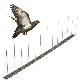  Gkss-1: Metal Fence Spikes Barrier for Bird Control