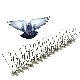  Gkpc-48: Plastic Garden Equipment UV Deterrent Bird Spikes
