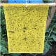 Fly Trap Insect Sticky Glue Board