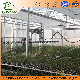 Multi Span Plastic Greenhouse Spray System