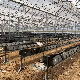  AG Farming Growing Horticultural Greenhouse Planting Gutter