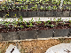 Vertical Farm Greenhouse Indoor Planting Trough