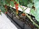 PP PE AG Farming Greenhouse Growing Gutter