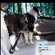 2021 Latest Vehicle Seat Belt Nylon Fabric Adjustable Car Seat Belt Belt with Elastic Dog Harness /Pet Supply/Pet Products/Factory Price manufacturer