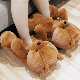Winter Indoor Teddy Bear Shark Bunny Custom Animal Plush Slippers