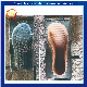  New Ladies High Heel Sole Directly Injection Shoes Mold PVC Flat Mould