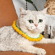  Pet Accessories Cute Floral Edge Cat Collar Knitted Bib Scarf Crochet Esg22008