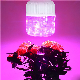 Solar Panel Separated Bulb Lighting Outdoor LED Grow Lights manufacturer
