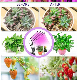 Best Sale Amazon LED Strip Grow Light LED manufacturer