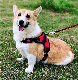 Custom Dog Training Accessories Pet Supply Harness manufacturer